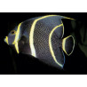 Pomacanthus Paru juvenile : 4-6 cm